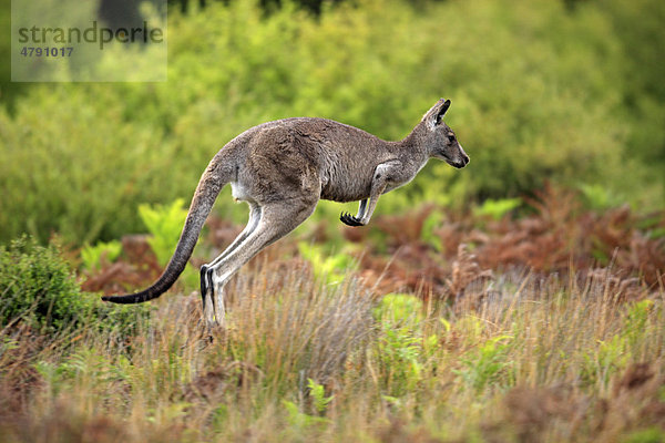Östliches Graues Riesenkänguru (Macropus giganteus)  ausgewachsenes Männchen beim Springen  Wilsons-Promontory-Nationalpark  Victoria  Australien