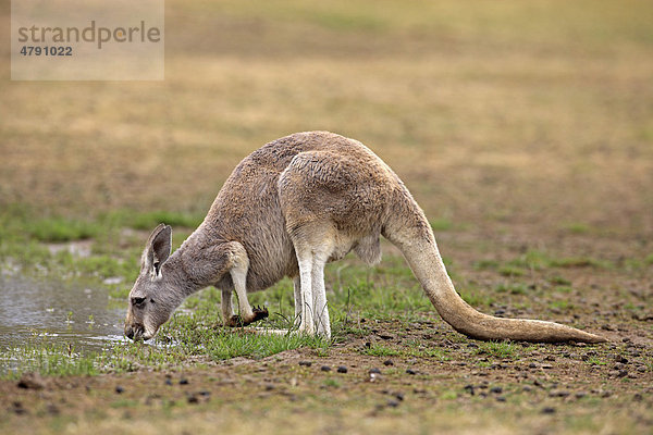 Östliches Graues Riesenkänguru (Macropus giganteus)  ausgewachsenes Weibchen beim Trinken  Australien