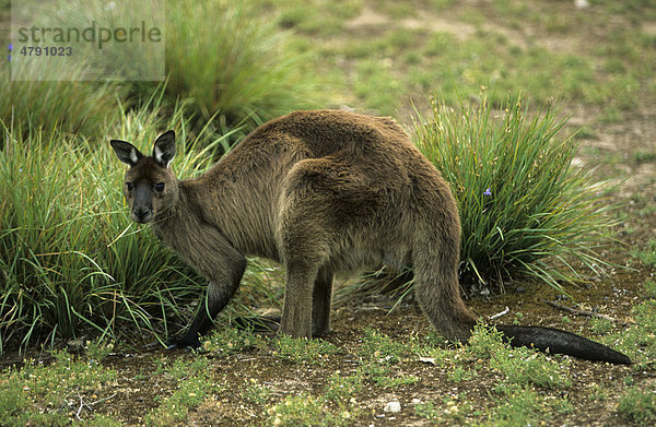Westliches Graues Riesenkänguru (Macropus fuliginosus)  an Grasbüscheln stehend  Seitenblick  Kangaroo Island  Australien