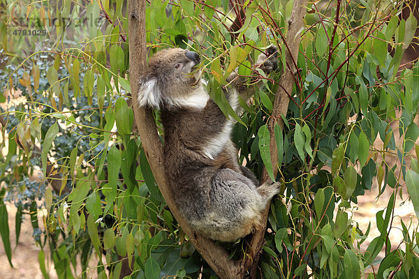 Koala (Phascolarctos cinereus)  Alttier beim Fressen von Blättern auf Eukalyptusbaum  Australien