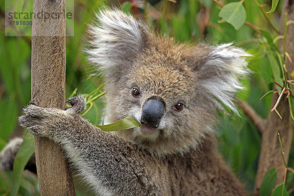 Koala (Phascolarctos cinereus)  Alttier  Porträt  beim Fressen von Blättern auf Eukalyptusbaum  Australien