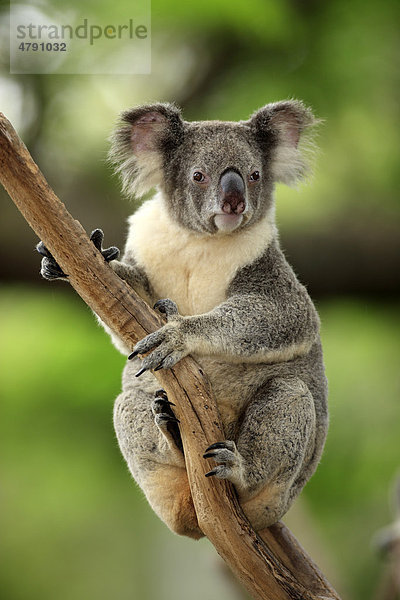 Koala (Phascolarctos cinereus)  Alttier beim Umklammern eines Asts  Australien