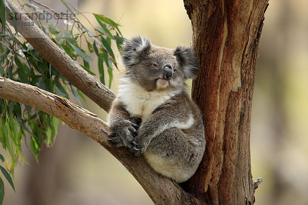 Koala (Phascolarctos cinereus)  Alttier  auf Eukalyptusbaum  Australien