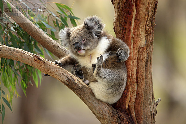 Koala (Phascolarctos cinereus)  Alttier beim Kratzen  auf Eukalyptusbaum  Australien