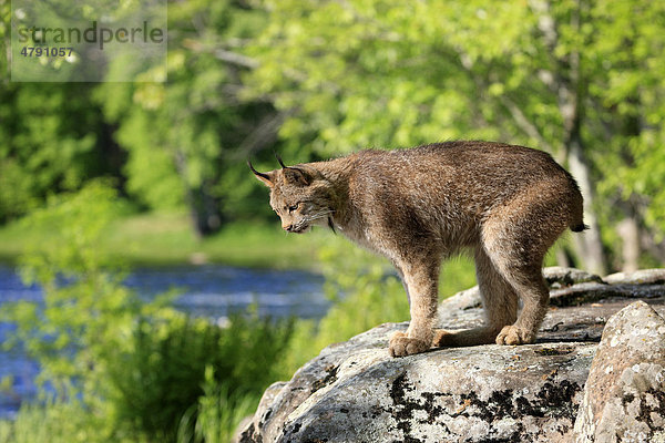 Kanadischer Luchs (Lynx canadensis)  Alttier steht auf Fels am Rande eines Flusses  Minnesota  USA  Amerika