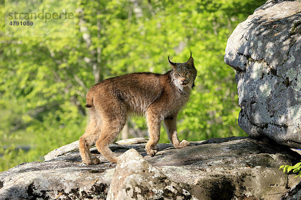 Kanadischer Luchs (Lynx canadensis)  Alttier geht auf Fels  Minnesota  USA  Amerika