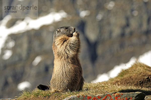 Murmeltier (Marmota Marmota)  fressendes Alttier  Großglockner  Nationalpark Hohe Tauern  Ostalpen  Österreich  Europa