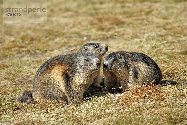 Murmeltier (Marmota Marmota)  Alttiere  Sozialverhalten  Großglockner  Nationalpark Hohe Tauern  Ostalpen  Österreich  Europa