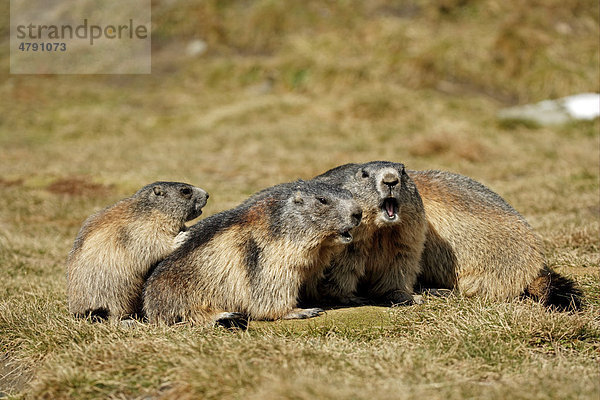 Murmeltier (Marmota Marmota)  Alttiere mit Jungtieren  Sozialverhalten  Großglockner  Nationalpark Hohe Tauern  Ostalpen  Österreich  Europa