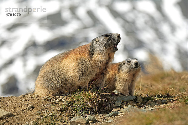 Murmeltier (Marmota Marmota)  rufendes Alttier mit Jungtier  Sozialverhalten  Großglockner  Nationalpark Hohe Tauern  Ostalpen  Österreich  Europa