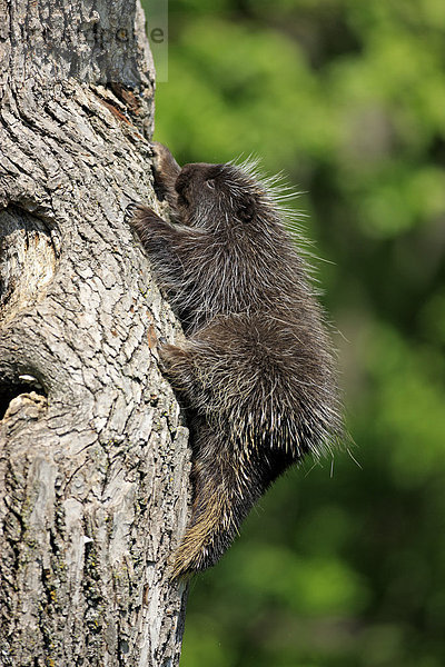 Urson  Baumstachelschwein oder Nordamerikanischer Baumstachler (Erethizon dorsatum)  Jungtier klettert an Baumstamm  Minnesota  USA  Amerika