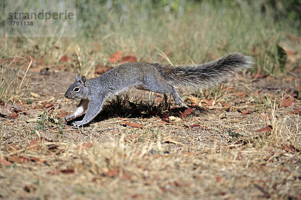 Arizona-Grauhörnchen (Sciurus arizonensis)  laufendes Alttier  Madera Canyon  Arizona  USA  Amerika