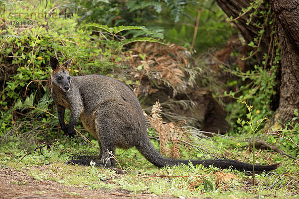 Sumpfwallaby (Wallabia bicolor)  weibliches Alttier steht in Vegetation  Wilson's Promontory National Park  Victoria  Australia