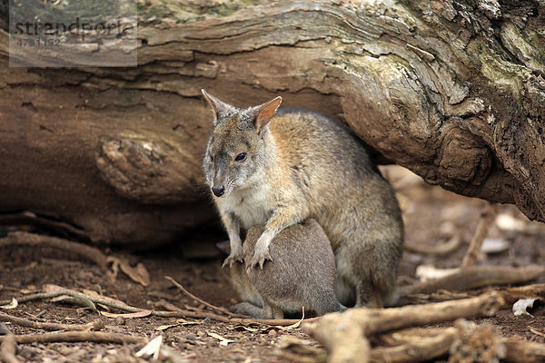 Parmawallaby oder Parmakänguru (Macropus parma)  weibliches Alttier mit säugendem Jungtier  Australien
