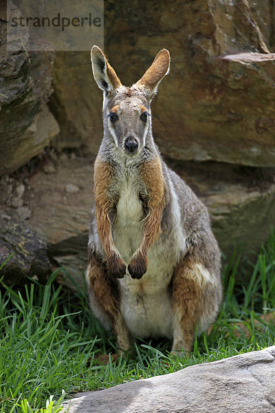 Gelbfuß-Felskänguru (Petrogale xanthopus)  Alttier zwischen Felsen  Australien
