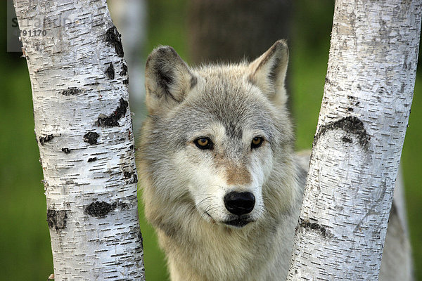 Timberwolf (Canis lupus)  Alttier  Portrait zwischen Birken  Minnesota  USA