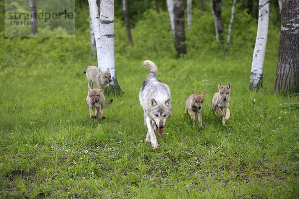 Timberwolf (Canis lupus)  ausgewachsenes Weibchen mit vier Welpen  laufend im Wald  Minnesota  USA