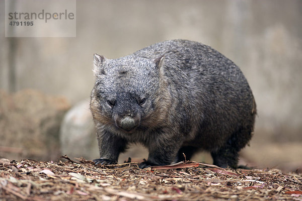 Wombat oder Nacktnasenwombat (Vombatus ursinus)  Alttier im Stand  Australien