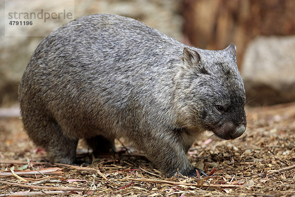 Wombat oder Nacktnasenwombat (Vombatus ursinus)  Alttier  Australien