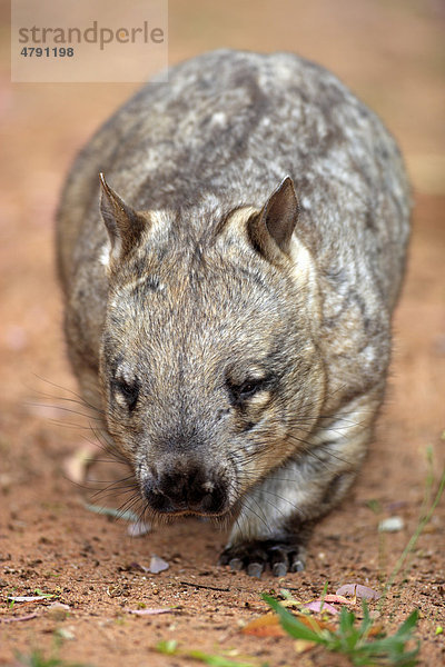 Südlicher Haarnasenwombat (Lasiorhinus latifrons)  Alttier beim Gehen  Australien