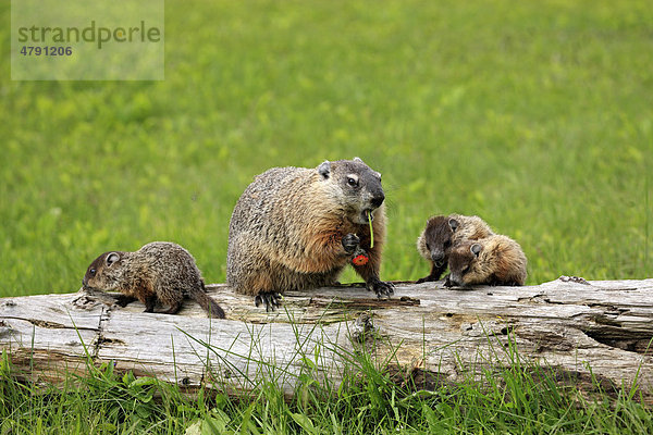Waldmurmeltier (Marmota monax)  Alttier beim Fressen mit drei Jungtieren auf Baumstamm  Minnesota  USA