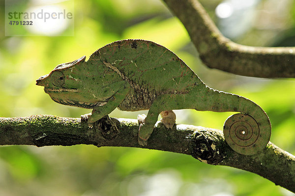 Chamäleon (Furcifer balteatus)  männliches Alttier im Baum  Madagaskar  Afrika