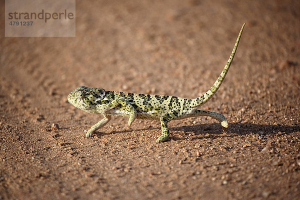 Lappenchamäleon (Chamaeleo dilepis)  Alttier geht über Pfad  Krüger Nationalpark  Südafrika  Afrika