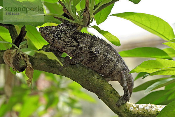 Riesenchamäleon oder Madagaskar-Riesenchamäleon (Furcifer oustaleti)  männliches Alttier auf Ast  Madagaskar  Afrika