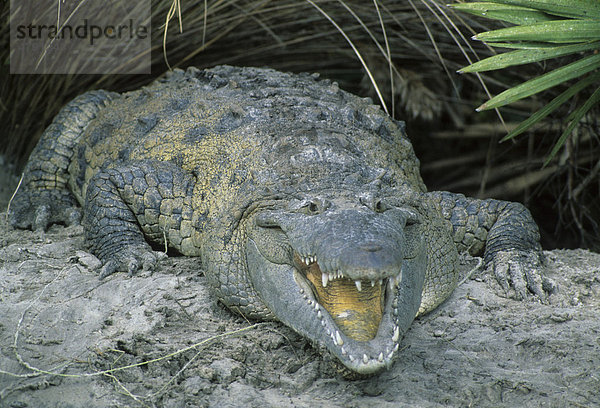 Spitzkrokodil (Crocodylus acutus)  am Ufer mit offenem Maul  Florida  USA  Amerika