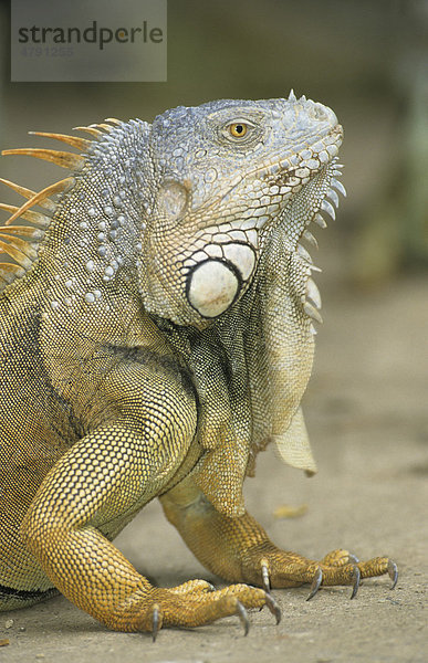 Grüner Leguan (Iguana iguana)  Honduras  Zentralamerika