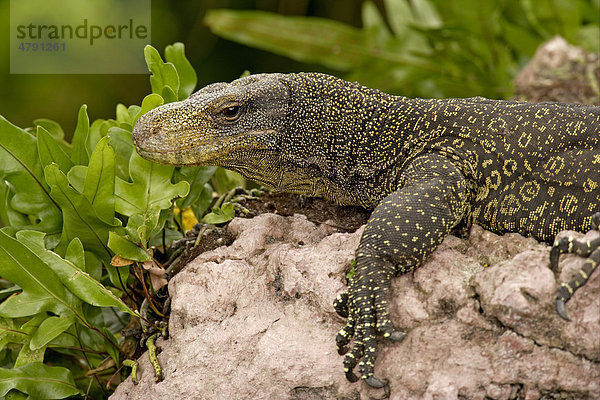 Papuawaran (Varanus salvadorii)  Alttier ruht auf Stein  Neuguinea  Melanesien