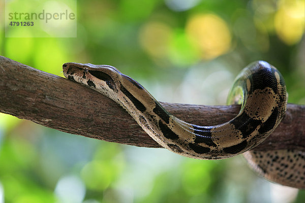 Abgottschlange  Königsschlange  Königsboa oder Abgottboa (Boa constrictor)  Alttier auf Ast  Venezuela  Südamerika  Amerika