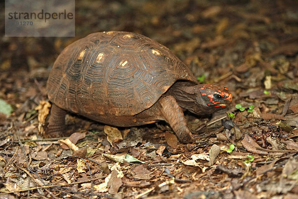 Köhlerschildkröte (Geochelone carbonaria)  gehendes Alttier  Pantanal  Mato Grosso  Brasilien  Südamerika