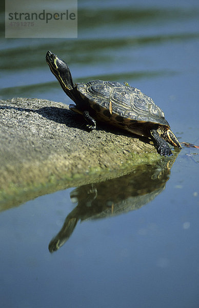 Diademschildkröte (Hardella thurjii)  klettert aus dem Wasser auf Stein