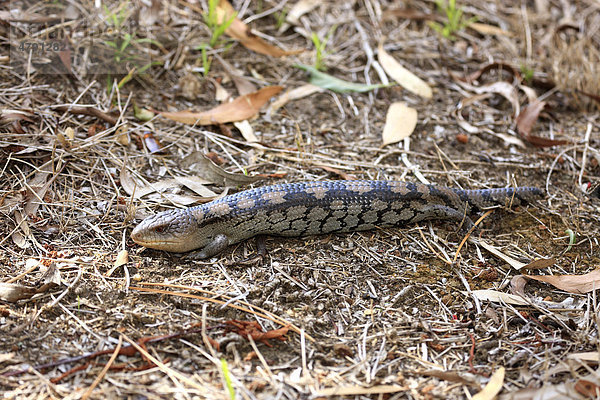 Stachelskink oder Dornschwanzskink (Egernia stokesii)  Alttier  auf dem Boden  Australien