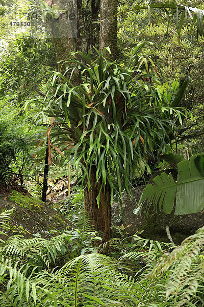 Geweihfarn (Platycerium sp.)  als Epiphyt auf Bäumen wachsend  Lamington National Park  Queensland  Australien