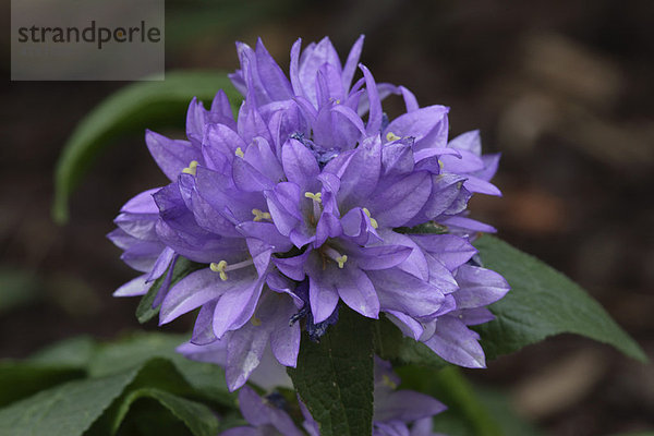 Knäuel-Glockenblume oder Büschel-Glockenblume (Campanula glomerata)  Blüte