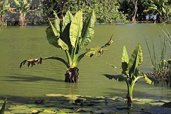 Pfeilblatt oder Alokasie (Alocasia sp.)  Pflanzen in Wasser  Madagaskar  Afrika