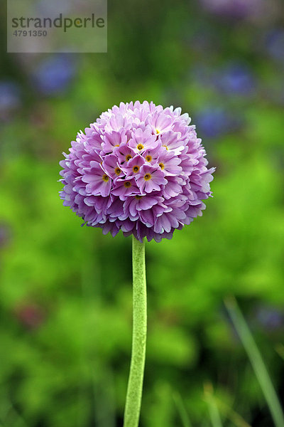 Kugel-Primel (Primula denticulata)  Blüte