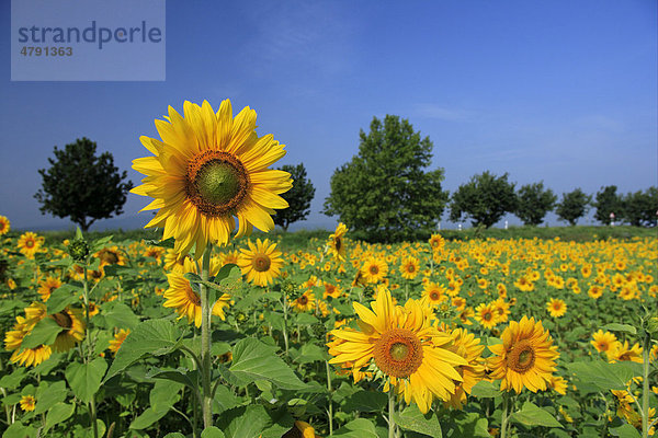 Sonnenblumen (Helianthus annuus)  blühendes Feld  Deutschland  Europa