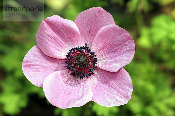 Kronen-Anemone (Anemone coronaria)  Nahaufnahme der Blüte