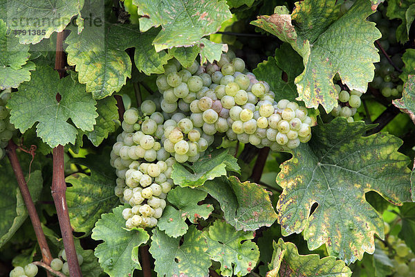Trauben  Weinrebe (Vitis vinifera)  weiße Weinbeeren am Weinstock  Deutschland  Europa