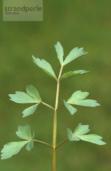 Liebstöckel oder Maggikraut (Levisticum officinale)  Blätter