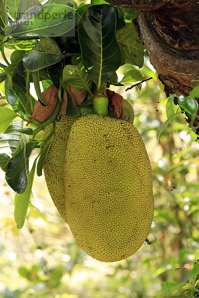 Jackfruit oder Jackfrucht (Artocarpus heterophyllus)  Frucht  Nosy Be  Madagaskar  Afrika