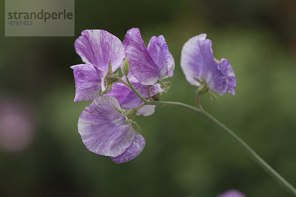 Duftende Platterbse oder Gartenwicke (Lathyrus odoratus)  Blüte