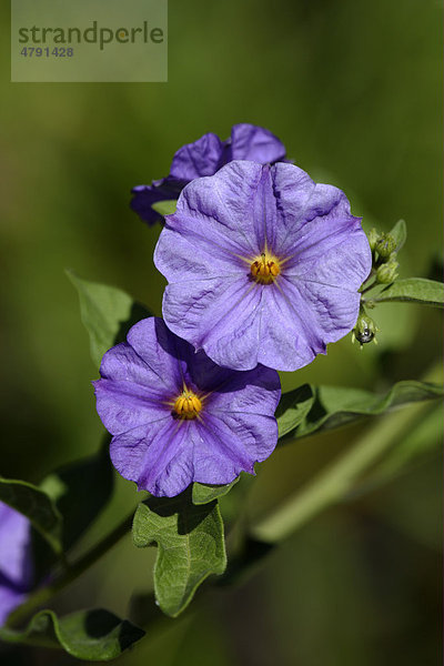 Enzianbäumchen (Solanum rantonnetii)  Blüte  im Garten