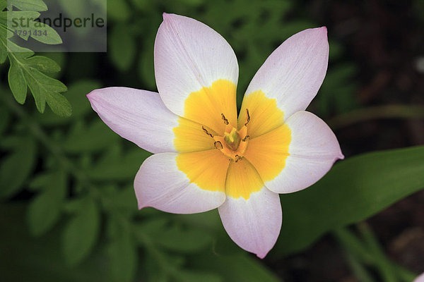 Tarda- oder Stern-Tulpe (Tulipa tarda)  Blüte