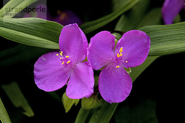 Dreimasterblume  auch Gottesauge (Tradescantia sp.)  Zier-Hybrid  Nahaufnahme Blüten