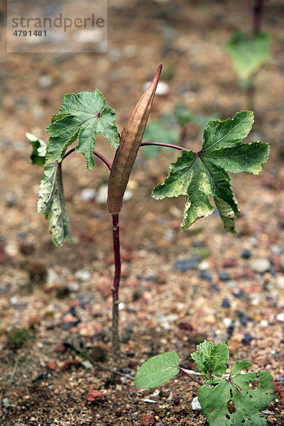 Okra (Abelmoschus esculentus)  leaves and fruit