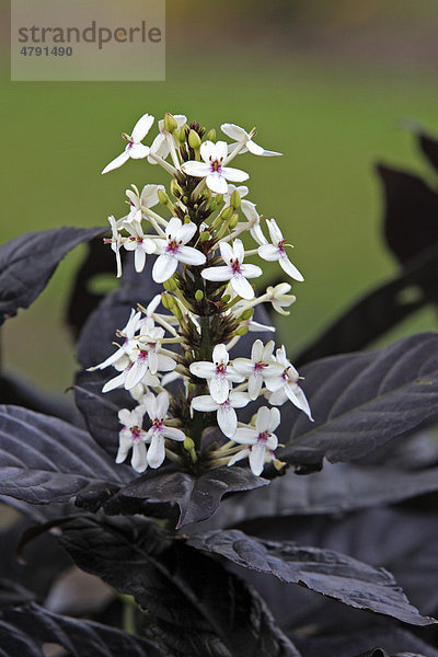 Black Magic (Eranthemum nigrum)  Blüte  Florida  USA  Amerika